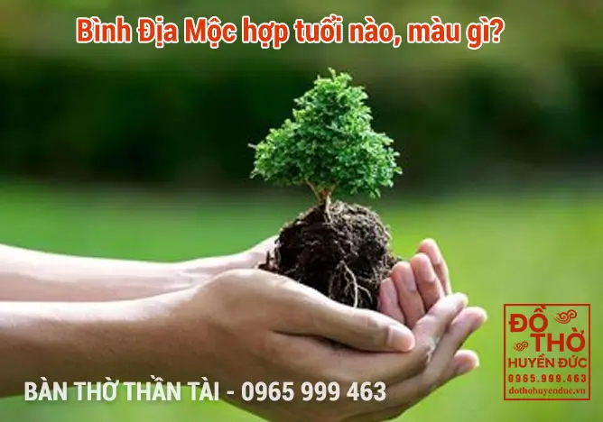 Bình Địa Mộc hợp tuổi nào, màu gì? 